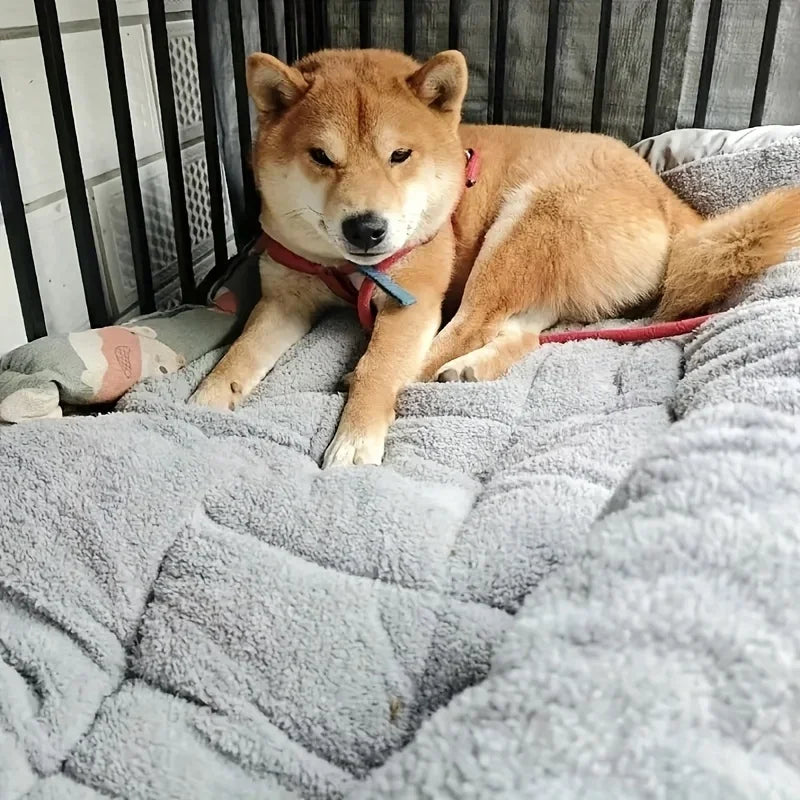 Perro recostado sobre una cama gris dentro de una jaula.