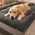 Perro descansando sobre una cama rectangular gris de superficie afelpada.
