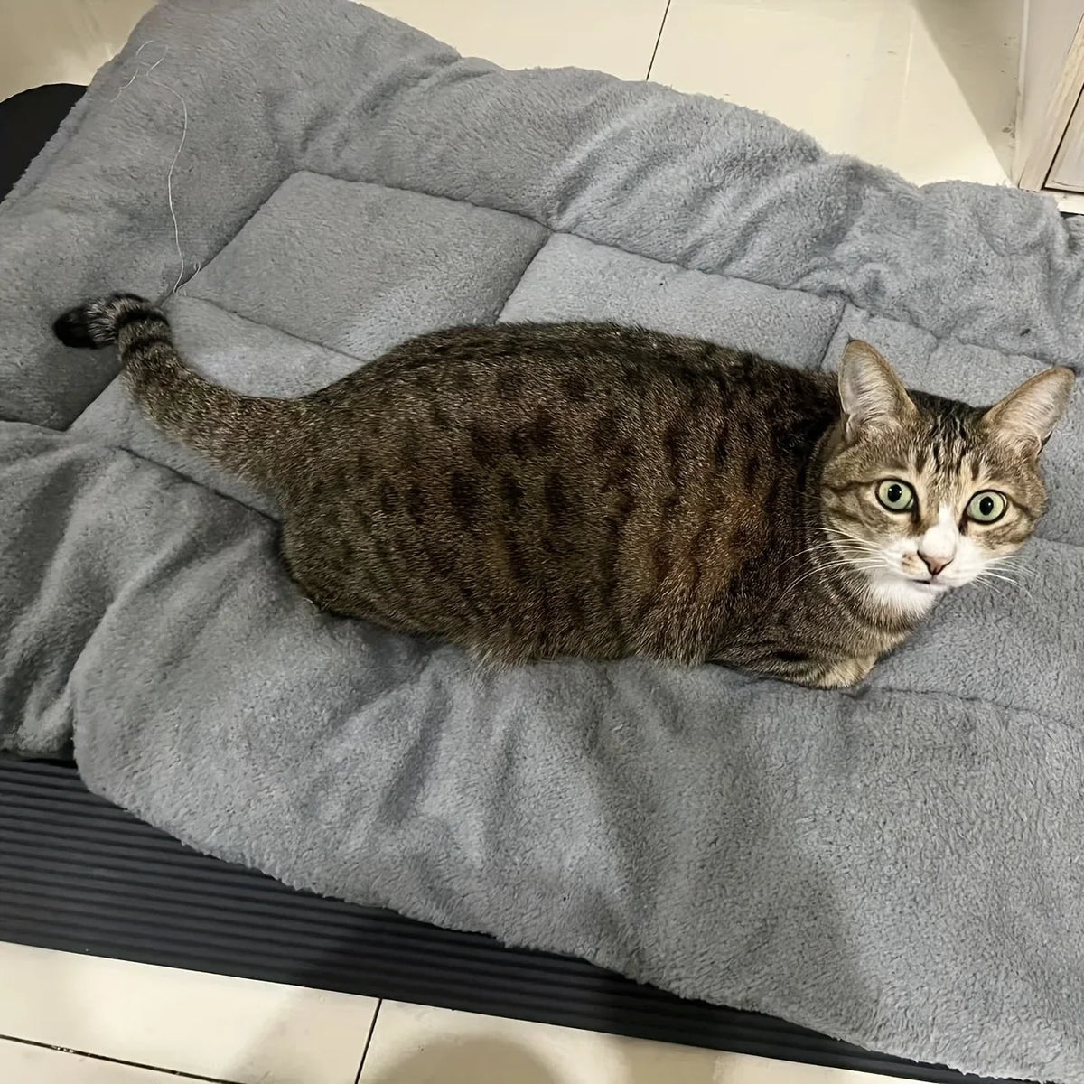Gato recostado sobre una cama gris de superficie afelpada.